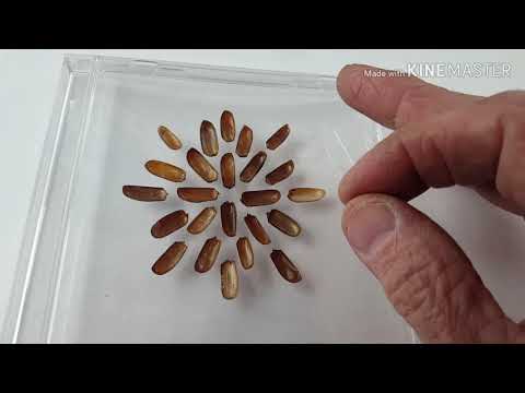 VIKTOR GREBENNIKOV, CAVERNOUS STRUCTURE EFFECT (CSE), (PART 1 of 2)