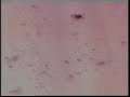 Bedrock Feat. KYO - For What You Dream Of (Rare Music Video) (1996)