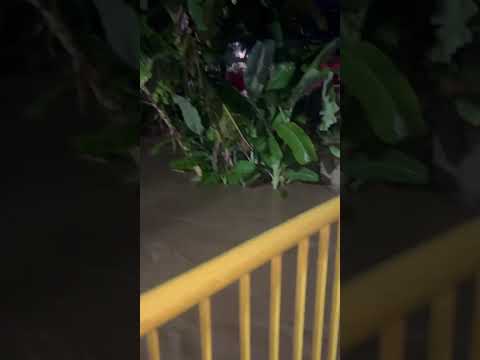 VEJAM A SITUAÇÃO DE ITAGIBÁ 😱🌊😳#shorts #funnyvideos #bahia #alagamentos #enchente #sos #chuvas