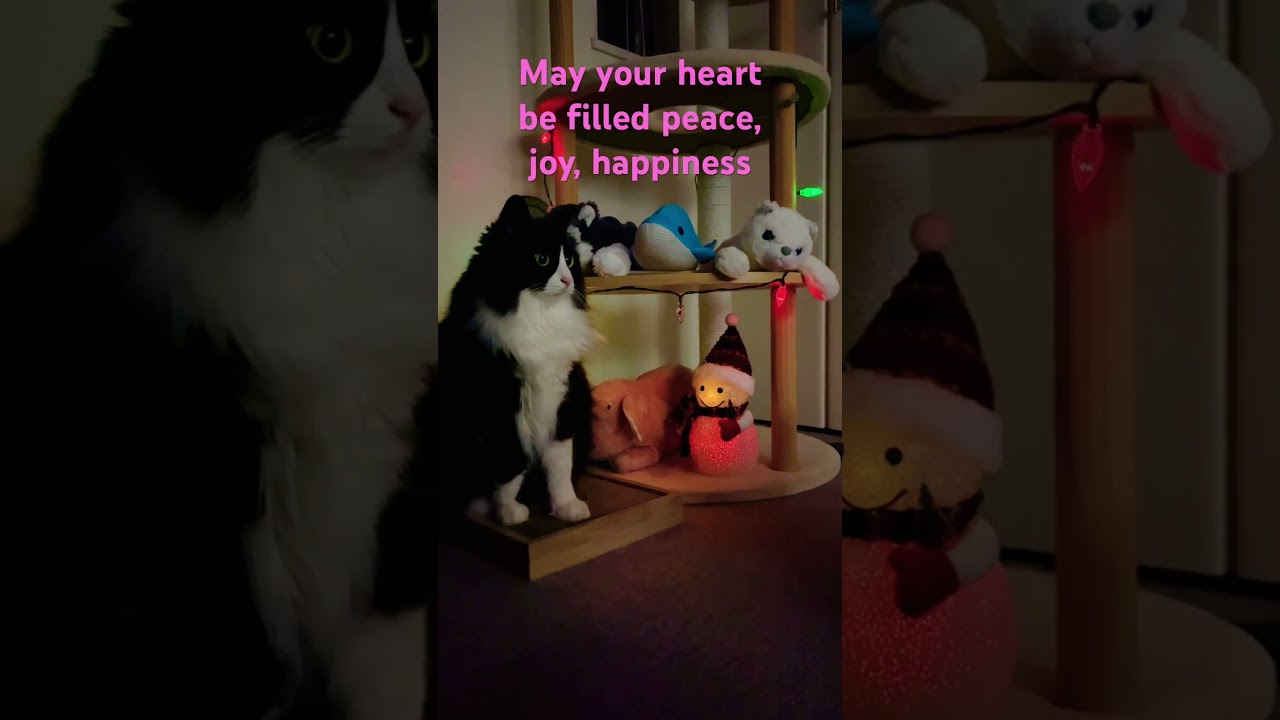 Season's Cat Greeting from our heart