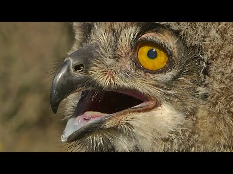 BuitenGewoon 30 mei 2020 - Natuurparels rond Winterswijk