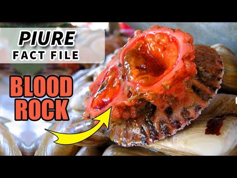 Piure Facts: the LIVING ROCK | Animal Fact Files
