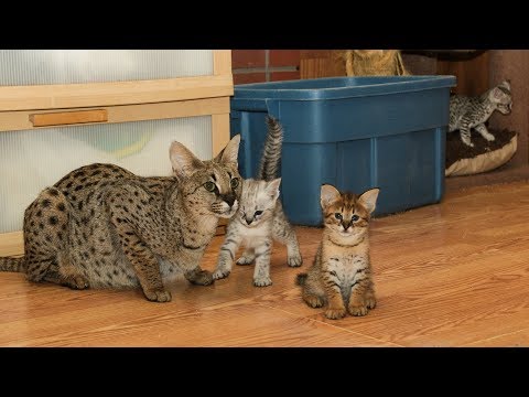 download lagu mp3 mp4 F2 Savannah Kitten, download lagu F2 Savannah Kitten gratis, unduh video klip F2 Savannah Kitten
