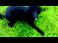 Poodle "attack", playing with my king poodle Punky. Funny.
