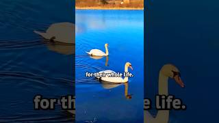 True love in real life 😍#animals #nature