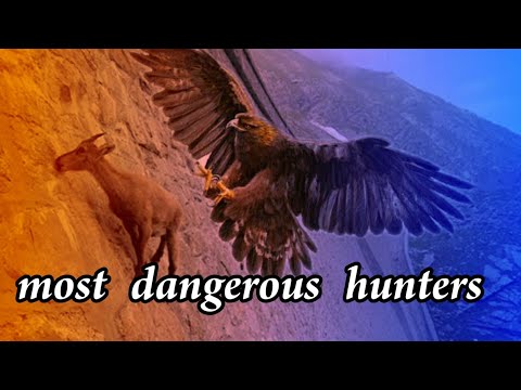 Eagle hunters of Mongolia/ Kazak nomads/ மங்கோலிய தங்க கழுகு வேட்டை