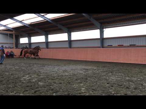 Fohlenbrennen 12.07.2017 - SF Van Gogh