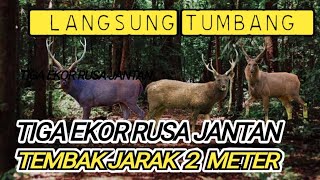 Download lagu Berburu Rusa Raja, bertanduk bercabang 6 mp3 Download lagu Berburu Rusa Raja, bertanduk bercabang 6 mp3