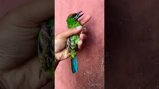 Download lagu Burung Takur Tohtor mp3