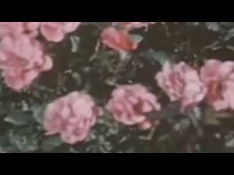 katrah-quey - shu.qi