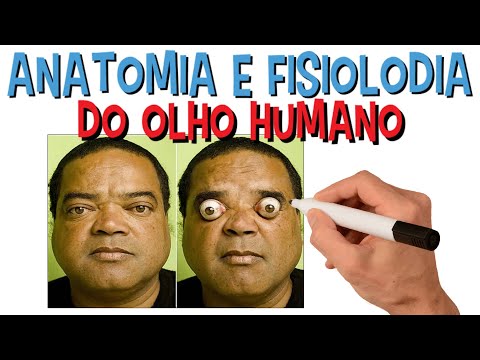 Anatomia E Fisiologia Do Olho Humano | Visão | Estrutura