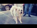 Chow-Chow 🐕 Protects Owner From Stranger.
