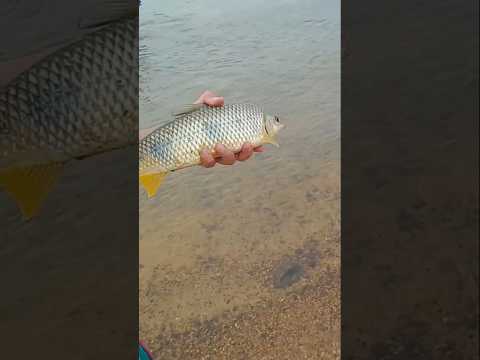 PESCA DE BOGAS Y VACACIONES EN PASO DE LA PATRIA CORRIENTES.