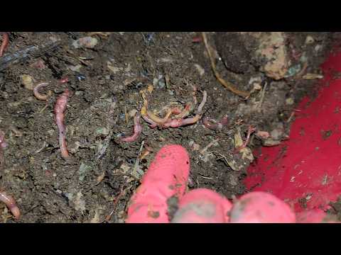 Mixed Worm Bin 1 Check-In After 10 Days 2 February 2025 #vermiculture #vermicomposting