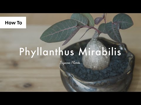 奇跡の花、ミラビリス 植物