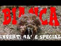Muck Diving Lembeh's Bianca Dive Site - Invertebrate Special