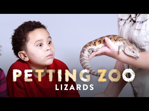 Lizards | Petting Zoo | HiHo Kids