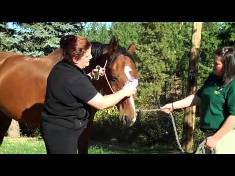 BRUSH YOUR HORSES FACE with Michelle Binder and Acapulco at
