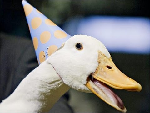 rick dees disco duck release date rick dees disco duck release date
