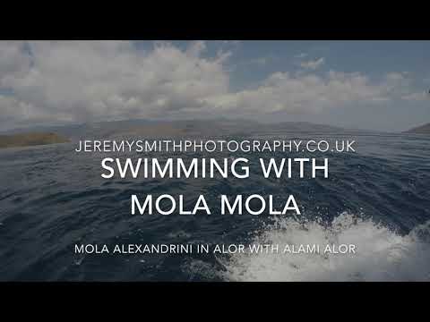 Mola Mola alexandrini filmes in Alor, Indonesia.
