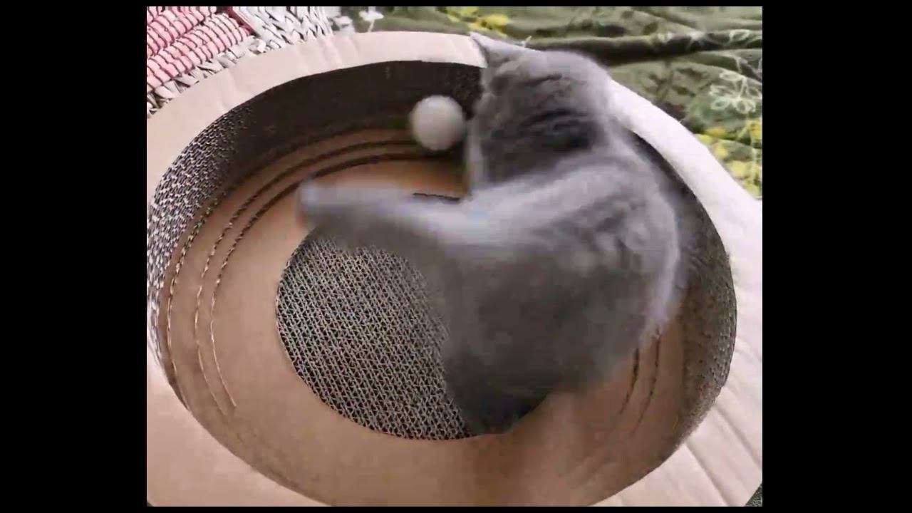 Kitty Play in Large Cat Tunnel Bed