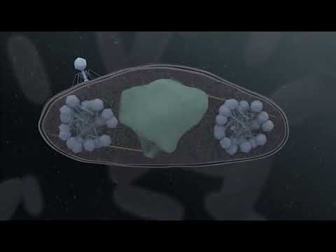 Jumbo Phage Infects a Bacterium