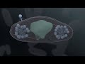 Jumbo Phage Infects A Bacterium