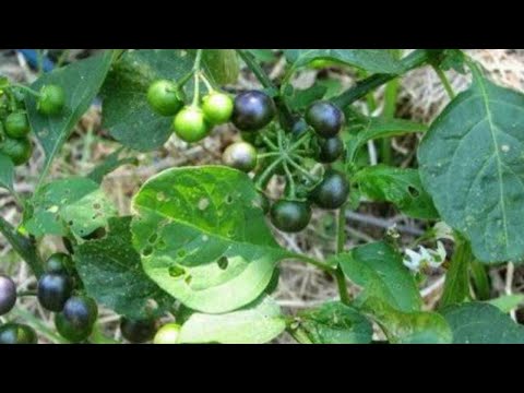, title : 'Cara menyimpan benih tutan atau pucuk ranti - Solanum nigrum'