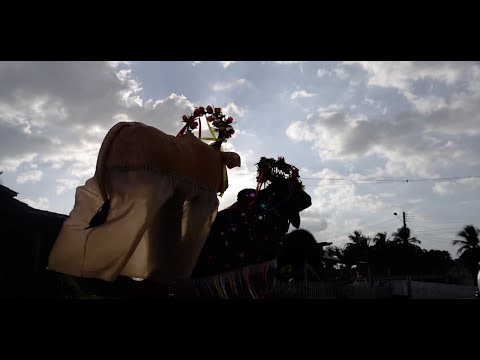 Soure, o curral do Boi-Bumbá | Documentário | 2025