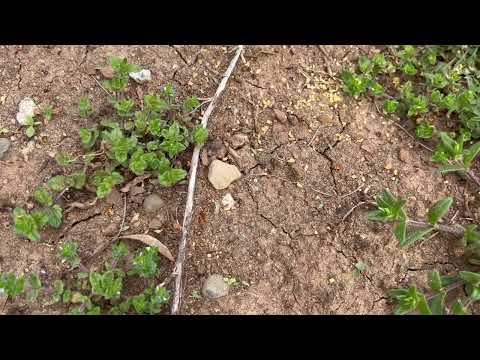 Found an Ants Nest in the Bushes in Colonia, NJ