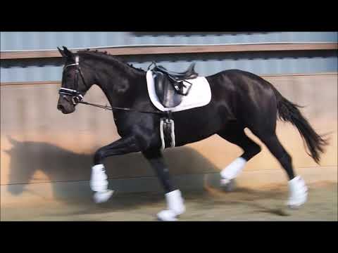 3j Stute v. Don Nobless