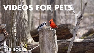 Cardinals, Woodpeckers, Jays and Forest Friends - 10 Hour CAT TV for Cats to Watch 😺 - Apr 15, 2024