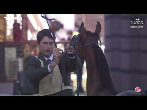 N 3 QAMRA AL JAMAL   Katara Int  Arabian Horse Festival 2023   Yearling Fillies Class 1A