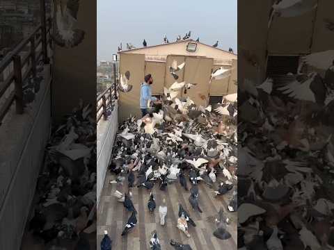 Pigeon Lover #kabootarbazi #kabootar #birds #pigeon #shortfeed #shorts #youtubeshorts #short