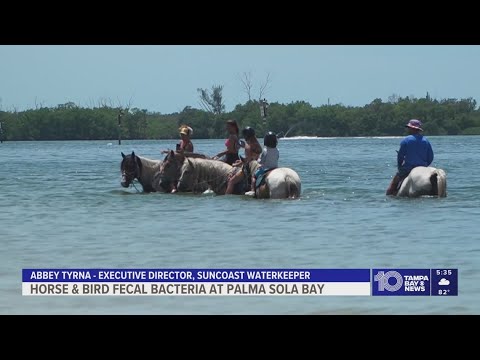 What's behind poor water quality at Bradenton's Palma Sola causeway?