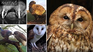 🔴 LIVE Tawny Owls, Kestrels , Buzzards, Badgers & More | From Ash Wood, Yorkshire, UK live webcam