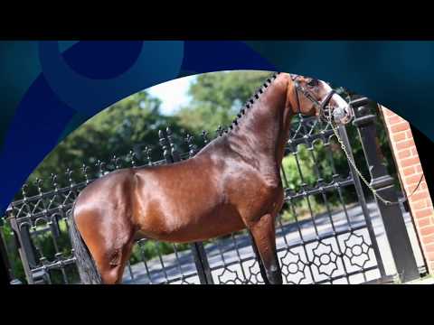 Holstein Licensed Stallion - Clarcon (Casall) x Cancara x Contender