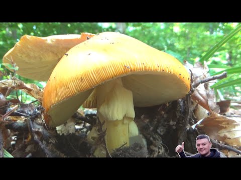 Blagve - Skrivao IH ***  - Amanita caesarea