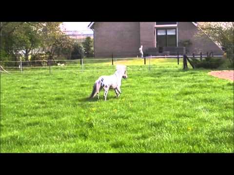 Kopie van Appaloosa miniature stallion Mistral