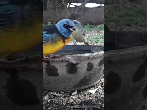 Birdday 117 Zorzal Naranjero 1608 25