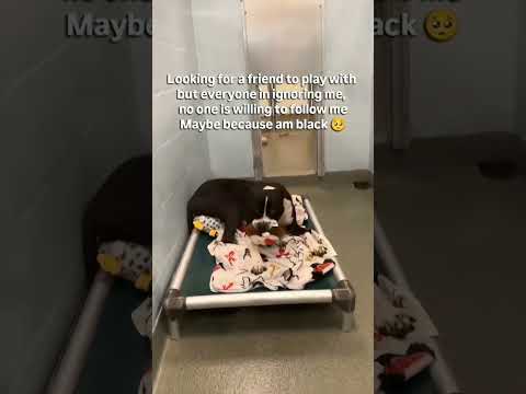 please adopt and donate food link in our bio #NYC#LosAngeles#Chicago#Texas#Florida#california