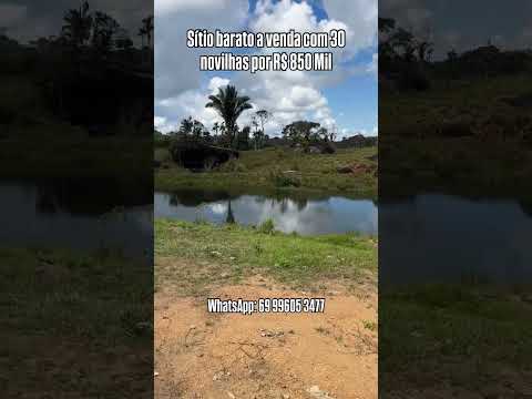 Sítio barato a venda com 30 novilhas por 850 mil em Monte Negro Rondônia. WhatsApp 69 99605 3477