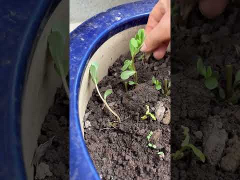 園芸 スベリヒユ