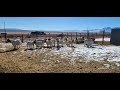 Raising Boer Goats Small Scale Operation