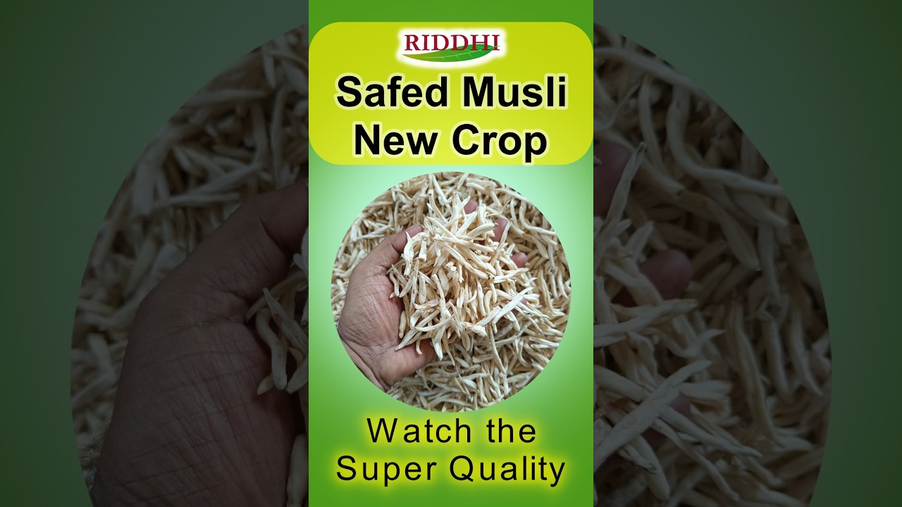 Safed Musli New Crop Arrived 2026 - 27 | Bulk Supply at Best Price | Riddhi Healthcare Valsad