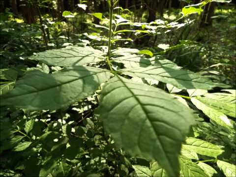 William Orbit - "Water From A Vine Leaf (Tripswitch Remix)"