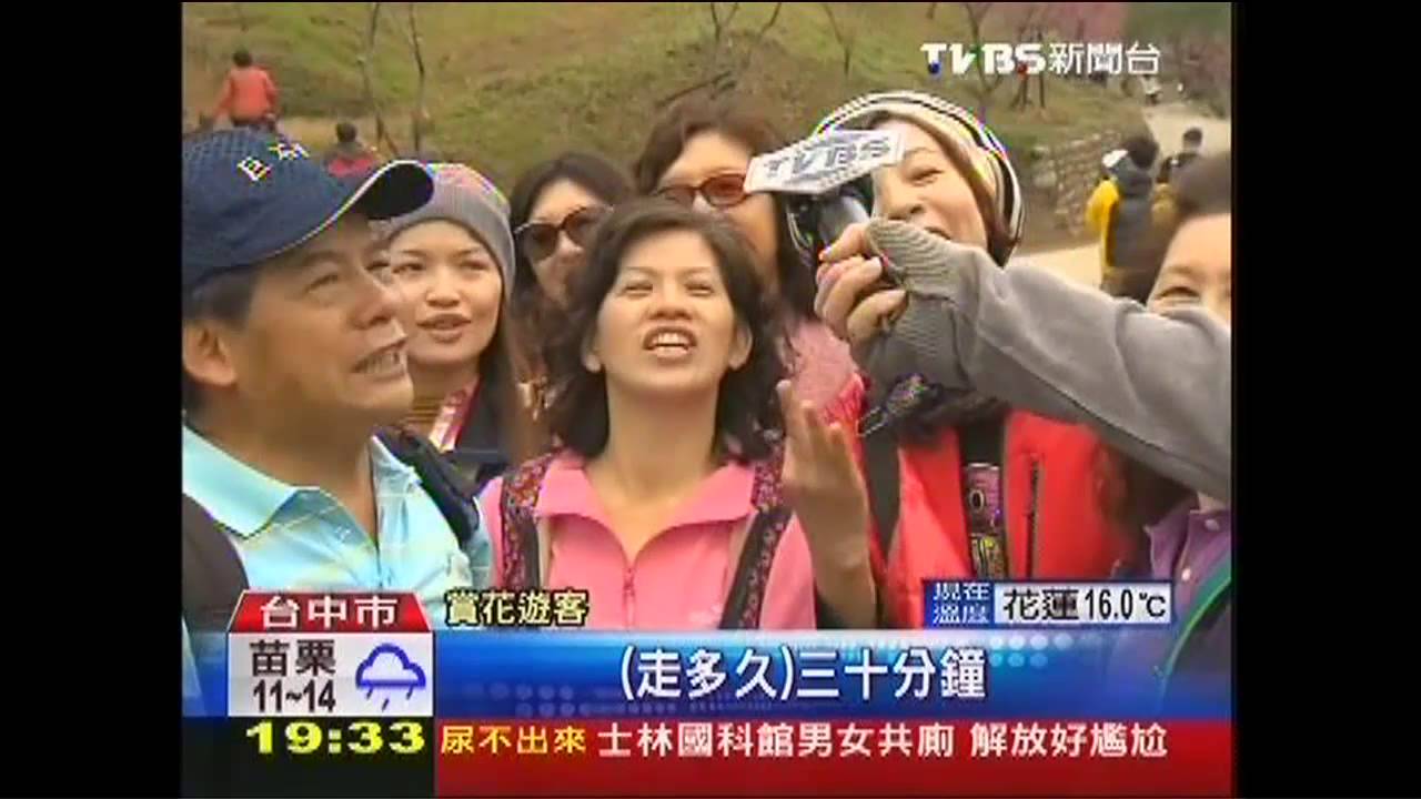 濁水巷5000櫻花盛開 交管防塞爆