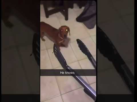 Sausage dogs… Dachshund edition… funny