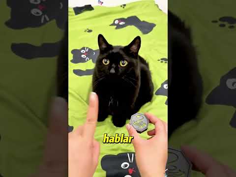 I got my cat’s invisibility power too!  🐱❤️mini wood toy | hand crafts