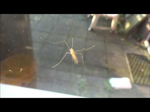 TRICHOCERIDAE trichocera spec. ♂